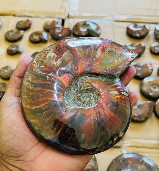 Ammonite Fossil